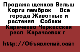 Продажа щенков Вельш Корги пемброк  - Все города Животные и растения » Собаки   . Карачаево-Черкесская респ.,Карачаевск г.